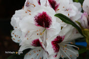 - Rhododendron 'Sapporo' Evergreen White Blooms - Mr Maple │ Buy Japanese Maple Trees