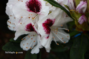 - Rhododendron 'Sapporo' Evergreen White Blooms - Mr Maple │ Buy Japanese Maple Trees