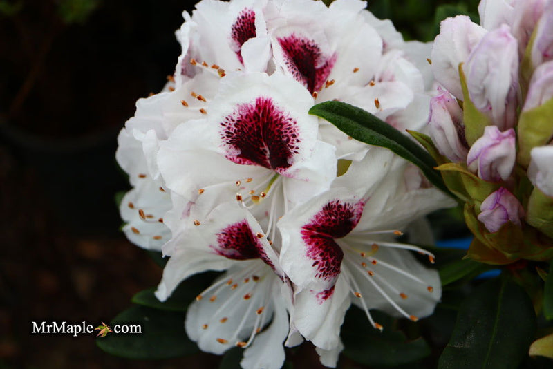 - Rhododendron 'Sapporo' Evergreen White Blooms - Mr Maple │ Buy Japanese Maple Trees