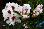 - Rhododendron 'Sapporo' Evergreen White Blooms - Mr Maple │ Buy Japanese Maple Trees