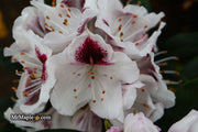 - Rhododendron 'Sapporo' Evergreen White Blooms - Mr Maple │ Buy Japanese Maple Trees