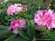 - Rhododendron 'Scintillation' Evergreen Pink Blooms - Mr Maple │ Buy Japanese Maple Trees