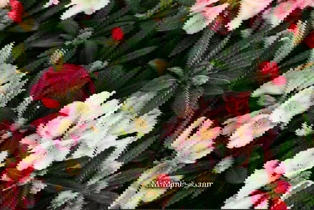 Buy Rhododendron 'Silver Skies' Pink Blooms — Mr Maple │ Buy