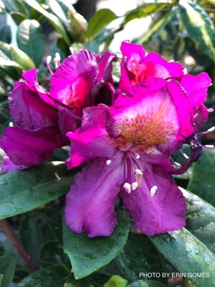 - Rhododendron ‘Tamarindos’ Purple Flowering Rhododendron - Mr Maple │ Buy Japanese Maple Trees