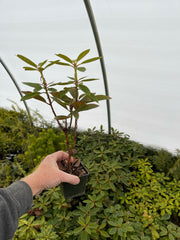 - Rhododendron 'Thor' Red Blooms - Mr Maple │ Buy Japanese Maple Trees