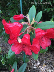 - Rhododendron 'Thor' Red Blooms - Mr Maple │ Buy Japanese Maple Trees