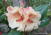 - Rhododendron 'Viscy' Peach Orange Blooms - Mr Maple │ Buy Japanese Maple Trees
