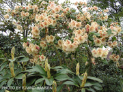 - Rhododendron 'Viscy' Peach Orange Blooms - Mr Maple │ Buy Japanese Maple Trees