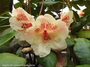 - Rhododendron 'Viscy' Peach Orange Blooms - Mr Maple │ Buy Japanese Maple Trees