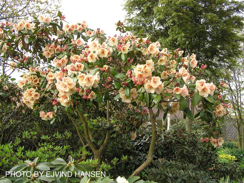 - Rhododendron 'Viscy' Peach Orange Blooms - Mr Maple │ Buy Japanese Maple Trees