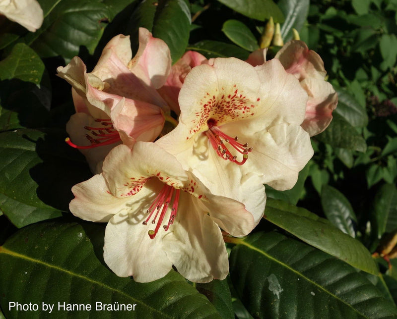 - Rhododendron 'Viscy' Peach Orange Blooms - Mr Maple │ Buy Japanese Maple Trees