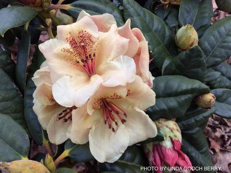 - Rhododendron 'Viscy' Peach Orange Blooms - Mr Maple │ Buy Japanese Maple Trees