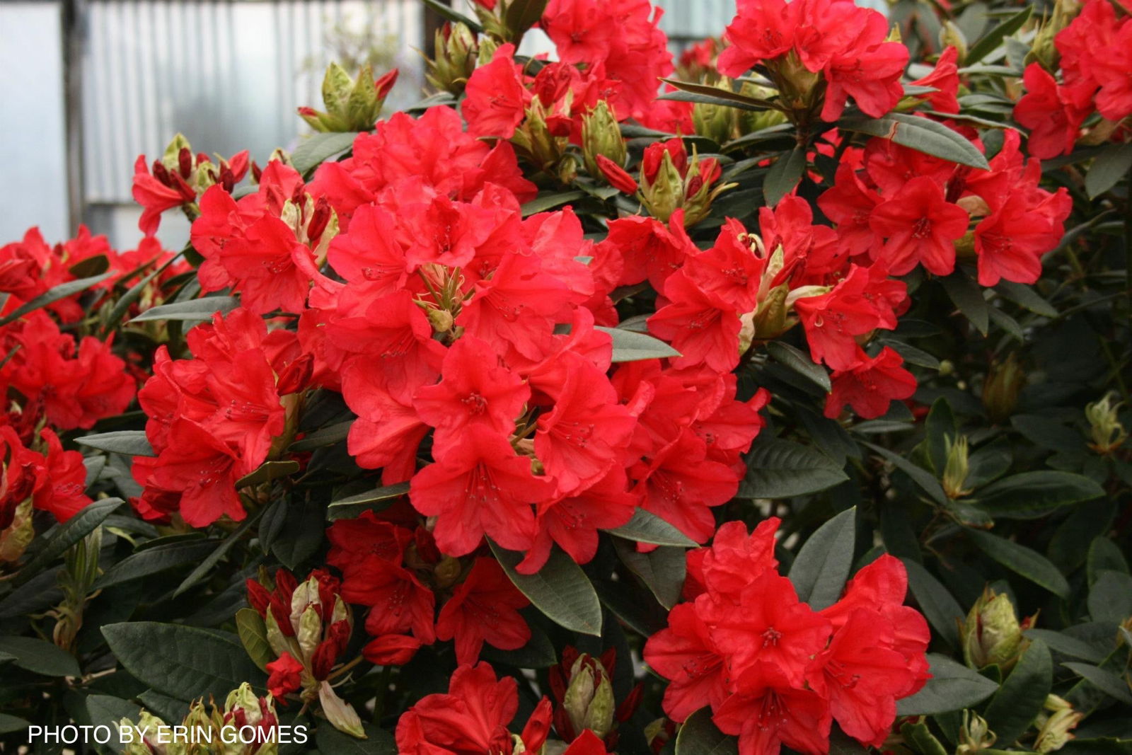 Buy Rhododendron 'Vulcan's Flame' Bright Red Blooms — Mr Maple