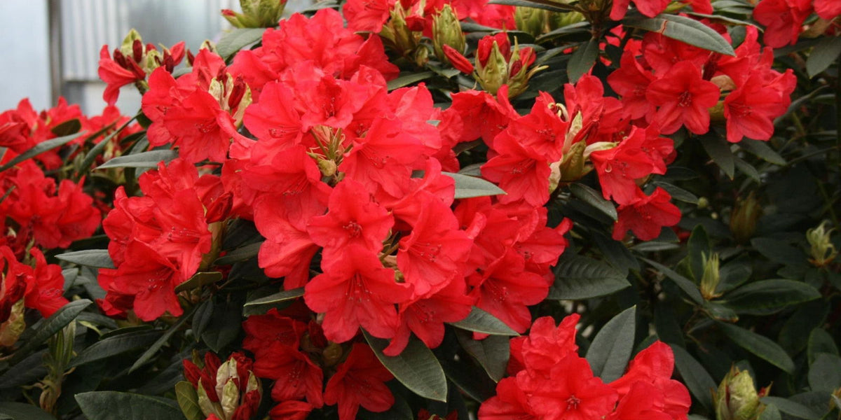 Buy Rhododendron 'Vulcan's Flame' Bright Red Blooms — Mr Maple │ Buy  Japanese Maple Trees