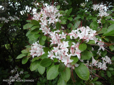 - Rhododendron arborescens Native Sweet Azalea - Mr Maple │ Buy Japanese Maple Trees
