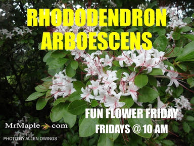 - Rhododendron arborescens Native Sweet Azalea - Mr Maple │ Buy Japanese Maple Trees