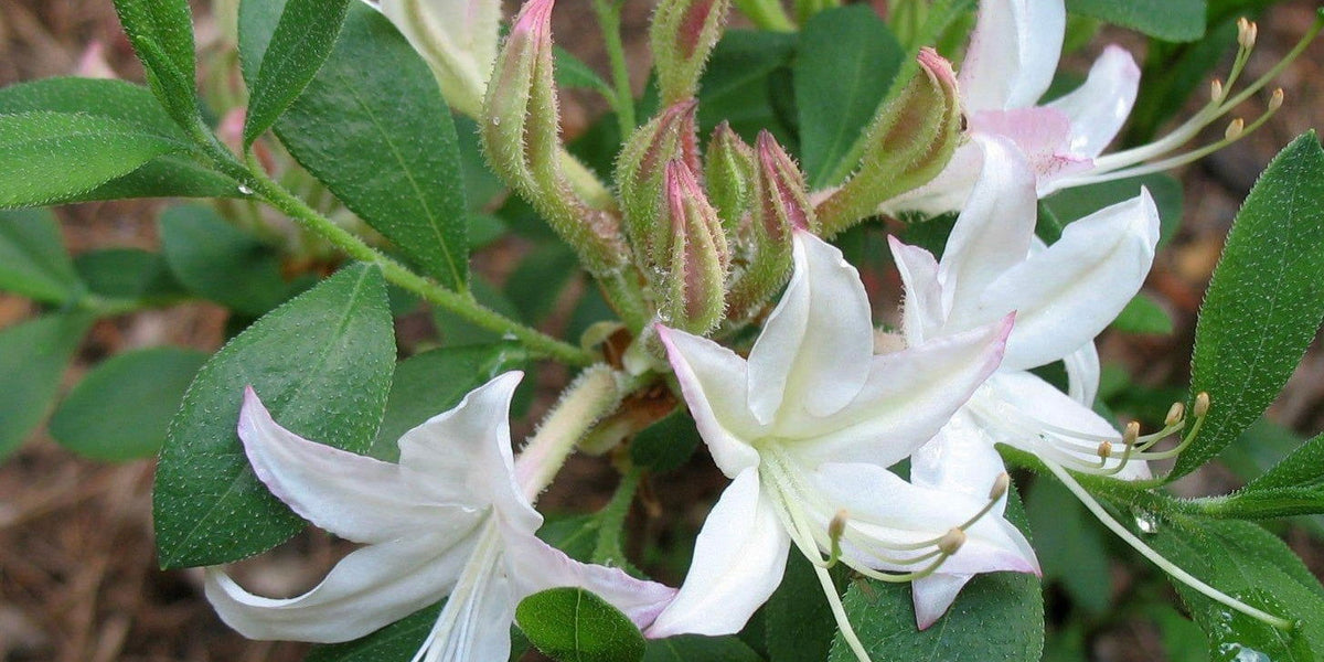 Buy Rhododendron atlanticum Native Coast Azalea — Mr Maple │ Buy Japanese  Maple Trees