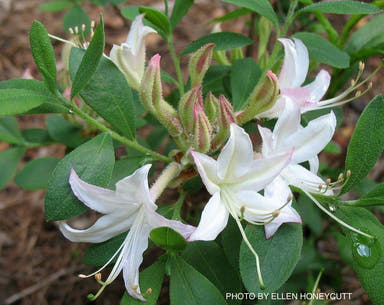 - Rhododendron atlanticum Native Coast Azalea - Mr Maple │ Buy Japanese Maple Trees