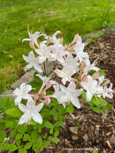 - Rhododendron atlanticum Native Coast Azalea - Mr Maple │ Buy Japanese Maple Trees