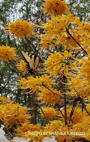 - Rhododendron austrinum Native Florida Flame Azalea - Mr Maple │ Buy Japanese Maple Trees