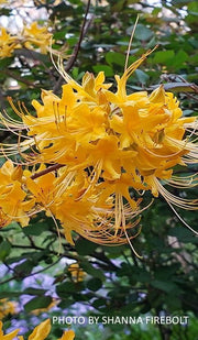- Rhododendron austrinum Native Florida Flame Azalea - Mr Maple │ Buy Japanese Maple Trees