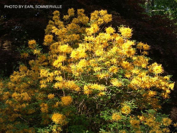 - Rhododendron austrinum Native Florida Flame Azalea - Mr Maple │ Buy Japanese Maple Trees