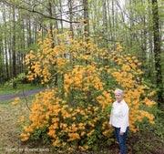 - Rhododendron austrinum Native Florida Flame Azalea - Mr Maple │ Buy Japanese Maple Trees