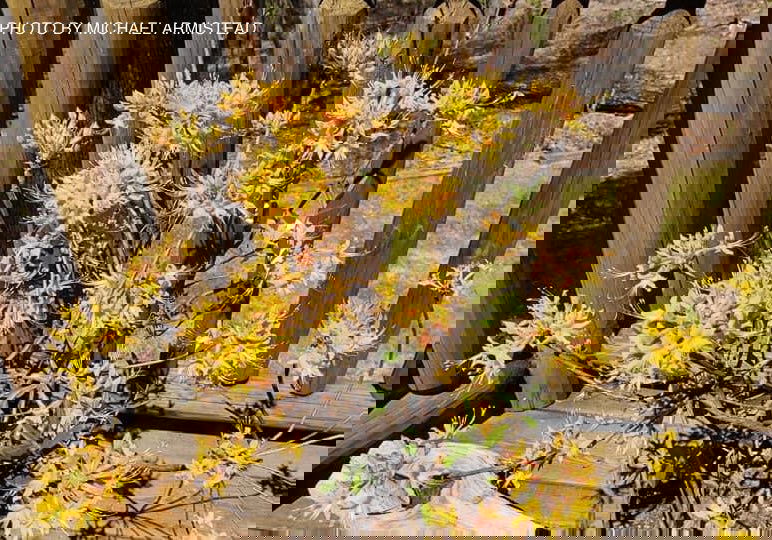 - Rhododendron austrinum Native Florida Flame Azalea - Mr Maple │ Buy Japanese Maple Trees