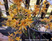 - Rhododendron austrinum Native Florida Flame Azalea - Mr Maple │ Buy Japanese Maple Trees