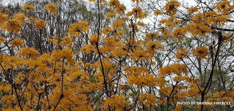 - Rhododendron austrinum Native Florida Flame Azalea - Mr Maple │ Buy Japanese Maple Trees