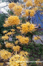 - Rhododendron austrinum Native Florida Flame Azalea - Mr Maple │ Buy Japanese Maple Trees