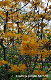 - Rhododendron austrinum Native Florida Flame Azalea - Mr Maple │ Buy Japanese Maple Trees