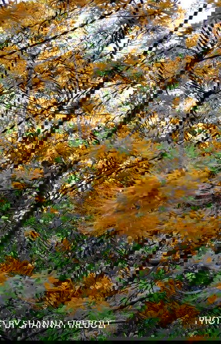 - Rhododendron austrinum Native Florida Flame Azalea - Mr Maple │ Buy Japanese Maple Trees