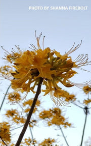 - Rhododendron austrinum Native Florida Flame Azalea - Mr Maple │ Buy Japanese Maple Trees