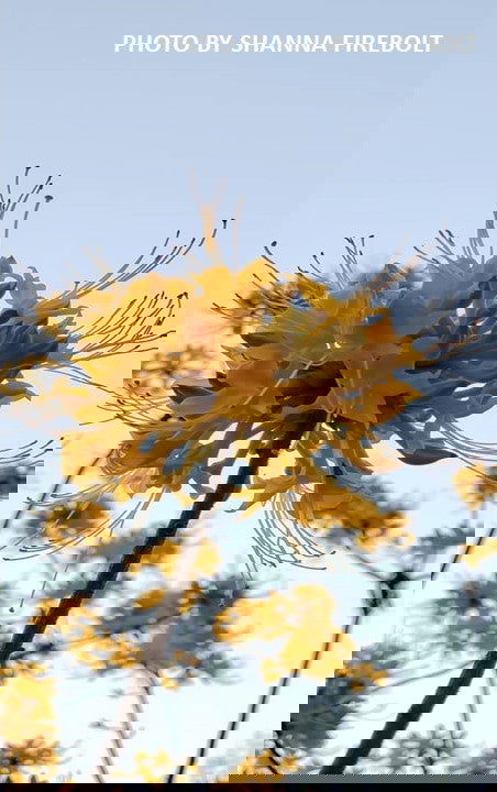 - Rhododendron austrinum Native Florida Flame Azalea - Mr Maple │ Buy Japanese Maple Trees