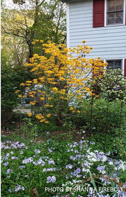 - Rhododendron austrinum Native Florida Flame Azalea - Mr Maple │ Buy Japanese Maple Trees