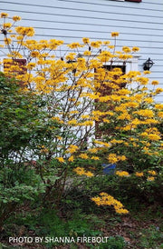 - Rhododendron austrinum Native Florida Flame Azalea - Mr Maple │ Buy Japanese Maple Trees