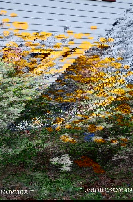 - Rhododendron austrinum Native Florida Flame Azalea - Mr Maple │ Buy Japanese Maple Trees