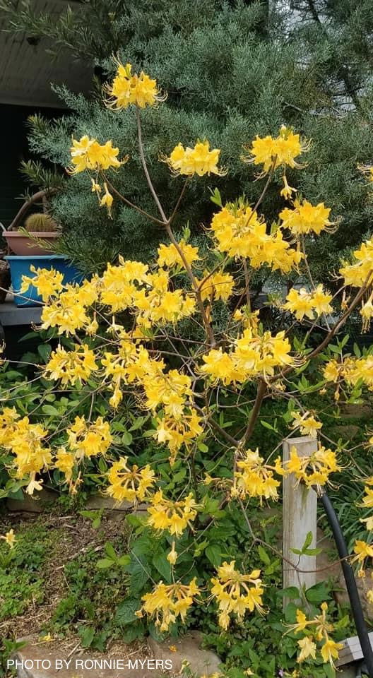 - Rhododendron austrinum Native Florida Flame Azalea - Mr Maple │ Buy Japanese Maple Trees