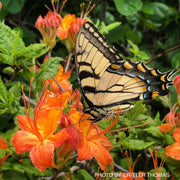 - Rhododendron calendulaceum Orange Native Flame Azalea - Mr Maple │ Buy Japanese Maple Trees