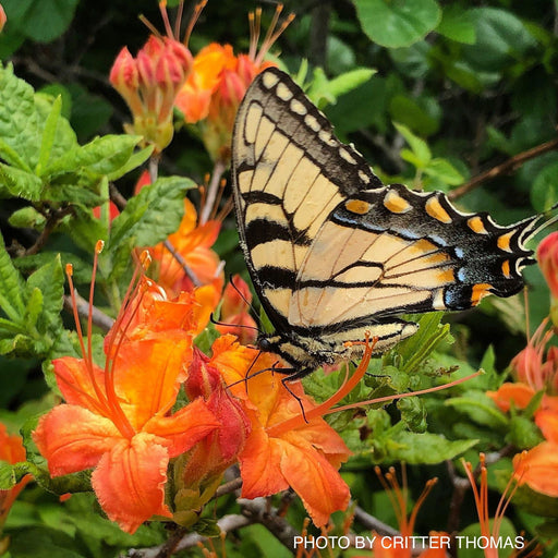 - Rhododendron calendulaceum Orange Native Flame Azalea - Mr Maple │ Buy Japanese Maple Trees