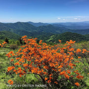 - Rhododendron calendulaceum Orange Native Flame Azalea - Mr Maple │ Buy Japanese Maple Trees