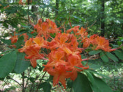 - Rhododendron calendulaceum Orange Native Flame Azalea - Mr Maple │ Buy Japanese Maple Trees