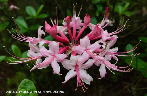 - Rhododendron canescens Native Azalea - Mr Maple │ Buy Japanese Maple Trees