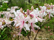- Rhododendron canescens Native Azalea - Mr Maple │ Buy Japanese Maple Trees