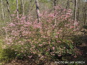 - Rhododendron canescens Native Azalea - Mr Maple │ Buy Japanese Maple Trees