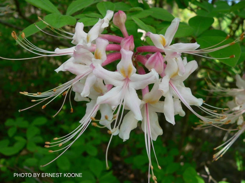 - Rhododendron canescens Native Azalea - Mr Maple │ Buy Japanese Maple Trees