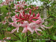 - Rhododendron canescens 'Varnadoe's Pink' Azalea - Mr Maple │ Buy Japanese Maple Trees