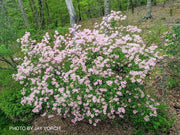 - Rhododendron canescens 'Varnadoe's Pink' Azalea - Mr Maple │ Buy Japanese Maple Trees