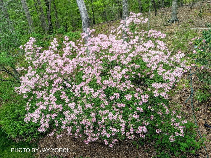 - Rhododendron canescens 'Varnadoe's Pink' Azalea - Mr Maple │ Buy Japanese Maple Trees
